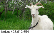 Goat on green meadow. Стоковое видео, видеограф Андрей Зык / Фотобанк Лори