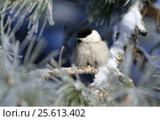 Буроголовая гаичка, или пухляк, (лат. Poecile montanus). Птица среди хвои кедра зимним днем. Стоковое фото, фотограф Григорий Писоцкий / Фотобанк Лори