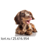 Small dachshund dog. Стоковое фото, фотограф Екатерина Куракина / Фотобанк Лори