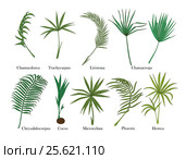 Palm leaves set. Isolated on white. Colored. Стоковая иллюстрация, иллюстратор Irene Shumay / Фотобанк Лори