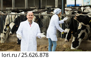 Mature vet and female assistent in cowhouse. Стоковое фото, фотограф Яков Филимонов / Фотобанк Лори