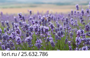 Крымская лаванда (лат. Lavandula angustifolia), малая ГРИП. Стоковое фото, фотограф Галина Хорошман / Фотобанк Лори