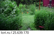 Plants in garden swaying in wind. Стоковое видео, видеограф Володина Ольга / Фотобанк Лори