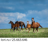 Маточный табун лошадей гуляет на пастбище. Стоковое фото, фотограф Абрамова Ксения / Фотобанк Лори