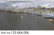 Оляпка на берегу реки Катунь на Алтае / Bird white-throated dipper Cinclus cinclus in water of Altai river Katun in winter time. Стоковое видео, видеограф Сергей Пристяжнюк (Serg Zastavkin) / Фотобанк Лори