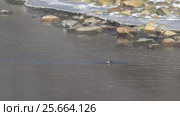 Оляпка на берегу реки Катунь на Алтае / Bird white-throated dipper Cinclus cinclus in water of Altai river Katun in winter time. Стоковое видео, видеограф Сергей Пристяжнюк (Serg Zastavkin) / Фотобанк Лори