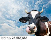 Смешная корова на фоне голубого неба с белыми облаками. Стоковое фото, фотограф E. O. / Фотобанк Лори