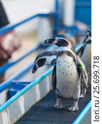 Magellanic penguins, Spheniscus magellanicus. Стоковое фото, фотограф Александр Подшивалов / Фотобанк Лори