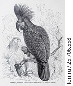 Чёрный какаду  (Microglossus aterrimus) -  рисунок из книги А. Брэма "Жизнь животных" 1896 г. Стоковая иллюстрация, иллюстратор Вера Смолянинова / Фотобанк Лори