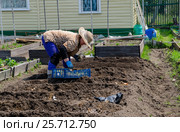 Женщина на даче сажает картофель в грядку. Стоковое фото, фотограф Павел Резниченко / Фотобанк Лори