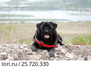 Собака черный мопс лежит на земле и зевает. The dog a black pug lies on the earth and yawns. Стоковое фото, фотограф Глазков Владимир / Фотобанк Лори