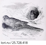 Земляной попугай  (Pezoporus formosus)  -  рисунок из книги А. Брэма "Жизнь животных" 1896 г. Стоковая иллюстрация, иллюстратор Вера Смолянинова / Фотобанк Лори