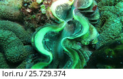 Movement of the mantle in slightly open mussels shell. Стоковое видео, видеограф Фотограф / Фотобанк Лори