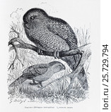 Какапо (Stringops habroptilus)  -  рисунок из книги А. Брэма "Жизнь животных" 1896 г. Стоковая иллюстрация, иллюстратор Вера Смолянинова / Фотобанк Лори