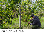 Мужчина на даче собирает урожай винограда. Стоковое фото, фотограф Павел Резниченко / Фотобанк Лори