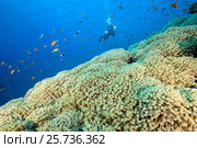 Camera man scuba diver swims near flowerpot coral (Goniopora columna) Red sea, Sharm El Sheikh, Sinai Peninsula, Egypt. Стоковое фото, фотограф Некрасов Андрей / Фотобанк Лори