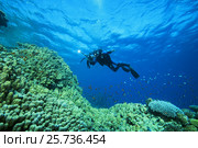 Camera man scuba diver swims near Dome Coral or Hump Coral (Porites nodifera) Red sea, Sharm El Sheikh, Sinai Peninsula, Egypt. Стоковое фото, фотограф Некрасов Андрей / Фотобанк Лори