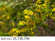 acacia truncata flowers. Стоковое фото, фотограф Яков Филимонов / Фотобанк Лори