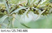 Unripe Seabuckthorn. Стоковое видео, видеограф Потийко Сергей / Фотобанк Лори