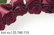 Round frame of red roses with water droplets on white background. Стоковое видео, видеограф Юлия Машкова / Фотобанк Лори
