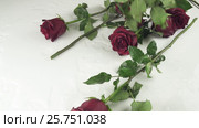 Red roses falling on white background with water slow motion stock footage video. Стоковое видео, видеограф Юлия Машкова / Фотобанк Лори