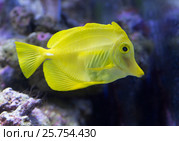 Зебрасома парусная желтая. Yellow sailfin tang. Стоковое фото, фотограф Галина Савина / Фотобанк Лори