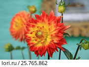 Red and yellow Dahlia flowers in summer time. Стоковое фото, фотограф Шилер Анастасия / Фотобанк Лори