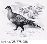 Сенегальский рябок (  Pterocles  exustus)  -  рисунок из книги А. Брэма "Жизнь животных" 1896 г. Стоковая иллюстрация, иллюстратор Вера Смолянинова / Фотобанк Лори