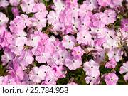 Флокс шиловидный (Phlox subulata) Стоковое фото, фотограф Юлия Бабкина / Фотобанк Лори