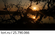 Tropical tree background with palm tree silhouettes at sunrise. Стоковое видео, видеограф Valentyn Kondratiuk / Фотобанк Лори