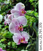 Розовые цветы орхидеи Phalaenopsis. Стоковое фото, фотограф Севостьянова Татьяна / Фотобанк Лори