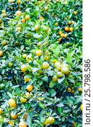 Decorative tangerines (2017 год). Стоковое фото, фотограф Владимир Докучаев / Фотобанк Лори