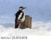 Dendrocopos major. Большой пестрый дятел сидит на старом пне. Ямало-Ненецкий автономный округ. Стоковое фото, фотограф Григорий Писоцкий / Фотобанк Лори