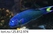 Wrasse in the decorated Marine Aquarium stock footage video. Стоковое видео, видеограф Юлия Машкова / Фотобанк Лори