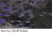 Beautifully decorated Marine Aquarium with silvery fish stock footage video. Стоковое видео, видеограф Юлия Машкова / Фотобанк Лори