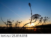 Силуэт борщевика на фоне восхода. Стоковое фото, фотограф Mike The / Фотобанк Лори