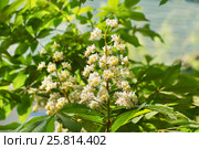 Цветение каштана конского, или жёлудника, или эскулуса (лат. Aesculus) — род растений семейства Сапиндовые (Sapindaceae), многие виды которого повсеместно разводятся в парках. Стоковое фото, фотограф Наталья Гармашева / Фотобанк Лори