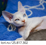 Кошка ориентальная короткошерстная белый окрас. Стоковое фото, фотограф Галина Савина / Фотобанк Лори