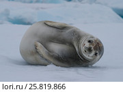 Crabeater seals on the ice. Стоковое фото, фотограф Vladimir / Фотобанк Лори