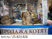 Продажа котят британской породы на выставке Кэтсбург в городе Москве, Россия (2017 год). Редакционное фото, фотограф Николай Винокуров / Фотобанк Лори