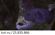 Tetraodon is a genus in the pufferfish family stock footage video. Стоковое видео, видеограф Юлия Машкова / Фотобанк Лори