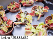 Venus flytrap (Dionaea muscipula) flowers in pots on tray. Стоковое фото, фотограф Losevsky Pavel / Фотобанк Лори