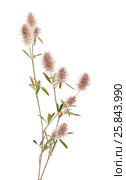 Клевер пашенный, Trifolium arvense, изолированно на белом. Стоковое фото, фотограф Tamara Kulikova / Фотобанк Лори