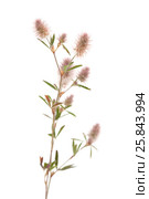 Клевер пашенный, Trifolium arvense, изолированно на белом. Стоковое фото, фотограф Tamara Kulikova / Фотобанк Лори