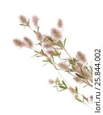 Клевер пашенный, Trifolium arvense, изолированно на белом. Стоковое фото, фотограф Tamara Kulikova / Фотобанк Лори