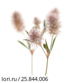Клевер пашенный, Trifolium arvense, изолированно на белом. Стоковое фото, фотограф Tamara Kulikova / Фотобанк Лори