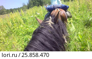 Journey on horseback through the summer forest in Altai Mountains slow motion. Стоковое видео, видеограф Юлия Машкова / Фотобанк Лори