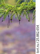 The branch of larch. Natural background. Стоковое фото, фотограф Виталий Веревкин / Фотобанк Лори