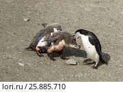 Chinstrap penguin feeding chick. Стоковое фото, фотограф Vladimir / Фотобанк Лори