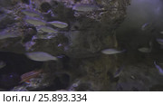 Beautifully Marine Aquarium with silvery fish stock footage video. Стоковое видео, видеограф Юлия Машкова / Фотобанк Лори